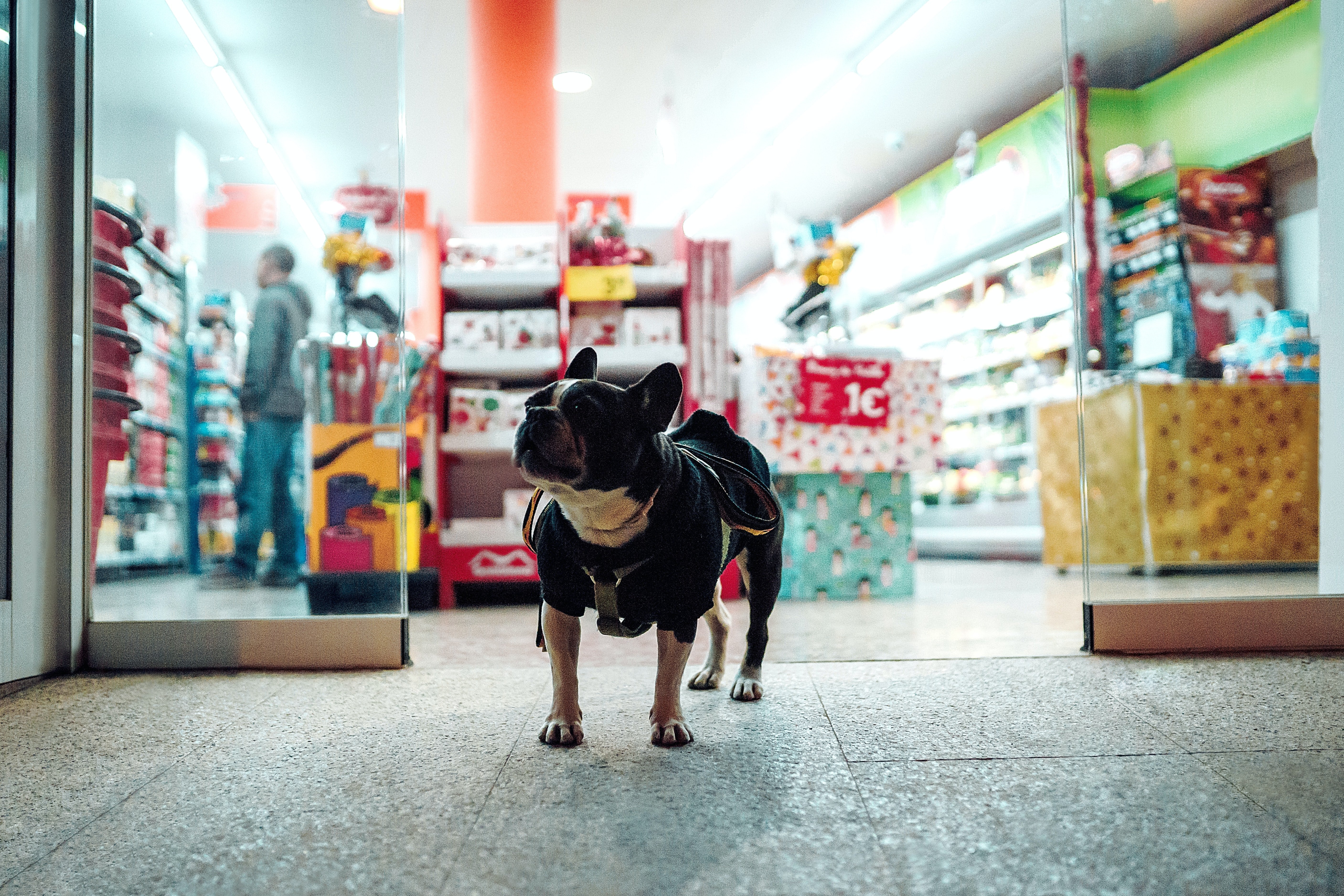 Les botigues de mascotes tindran una pròrroga d'un any per tancar