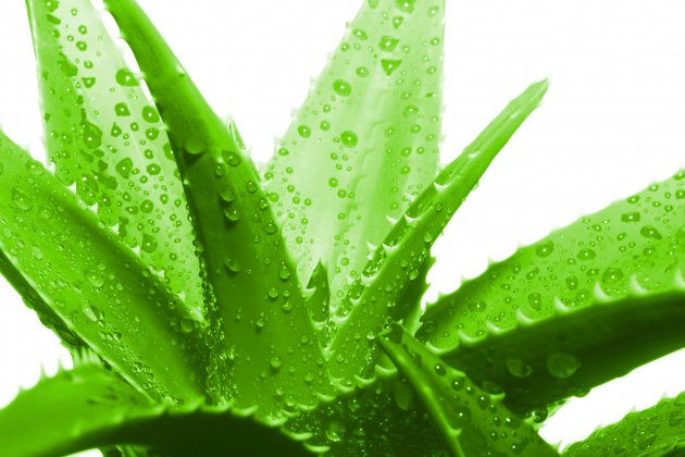 Aloe Vera Aloe Vera