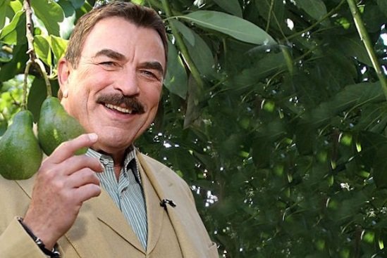 tomo selleck aguacates tomo selleck aguacates