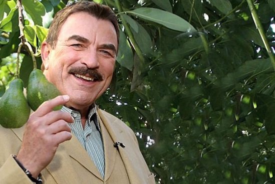 tomo selleck aguacates