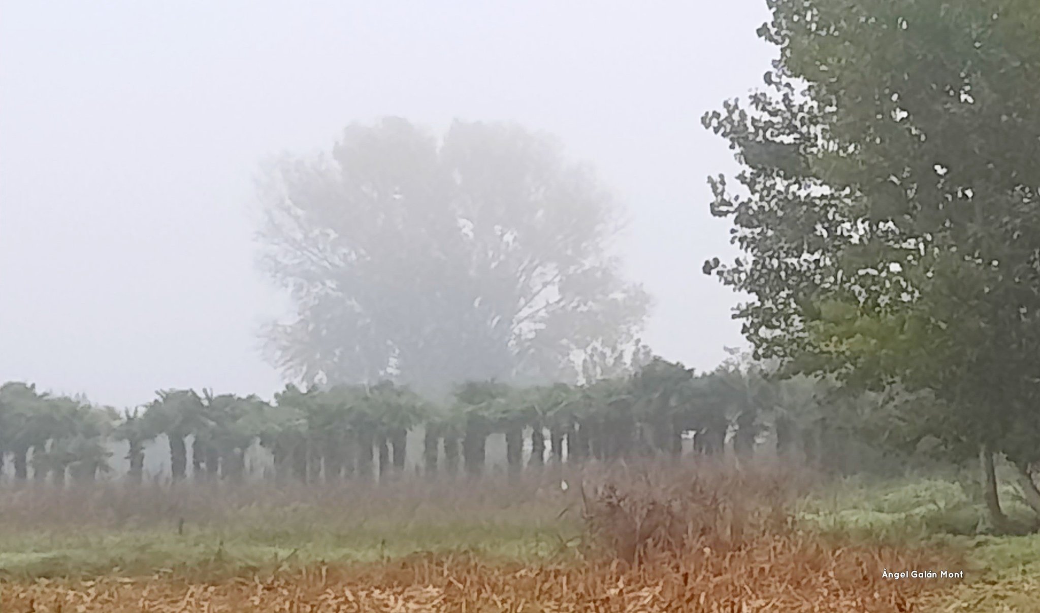 Atizona meona en Verges Foto @angelgalanmont Twitter Atizona meona en Verges Foto @angelgalanmont Twitter