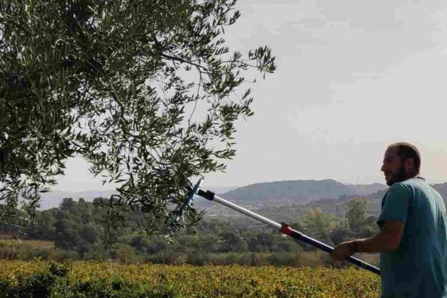 Un agricultor es sorpren d'estar recullint olives en màniga curta / TWITTER: @jaume_gallego