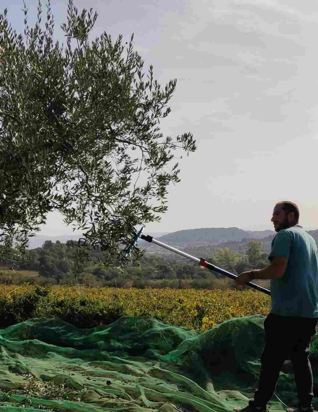 Un agricultor es sorprèn d'estar recollint olives en màniga curta / TWITTER: @jaume_gallego