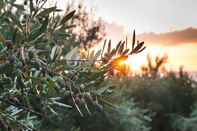 OLIVO PUESTA DE SOL