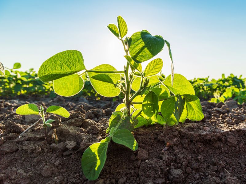 El campo español será ecológico y sostenible o no será