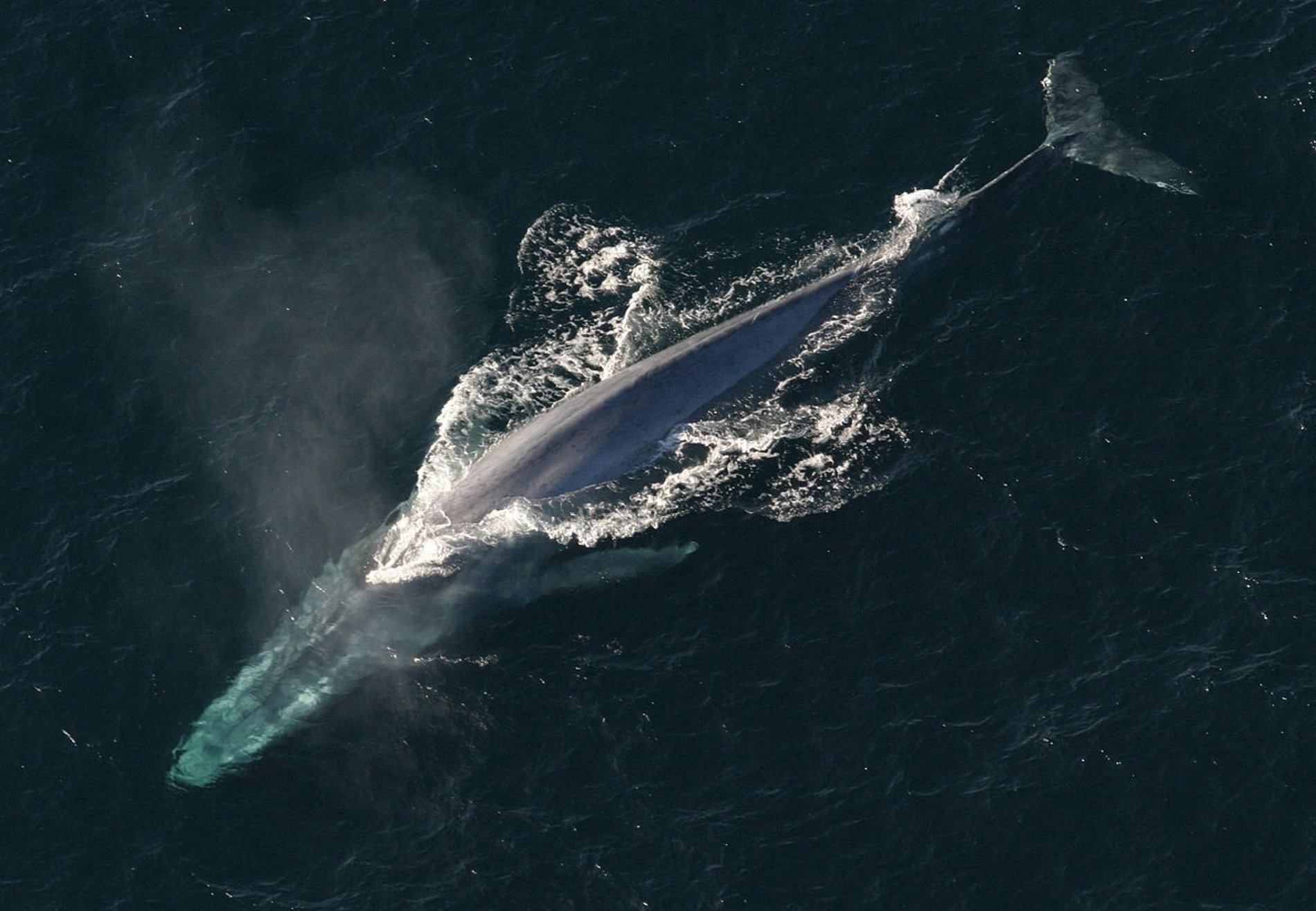 Alarma pels microplàstics: revelen que les balenes blaves n'ingereixen 10 milions al dia