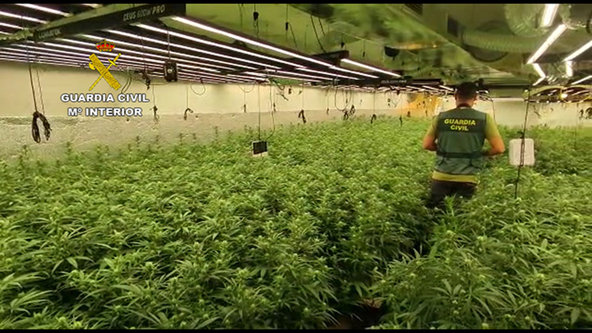 Las plantaciones ilegales de marihuana ya consumen la misma cantidad de luz que una ciudad de 400.000 vecinos