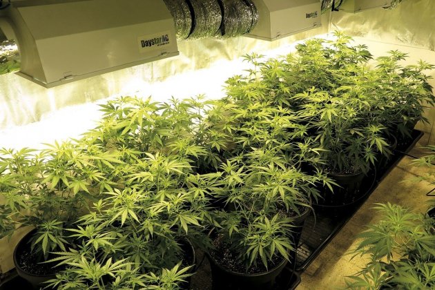 Marihuana Marihuana
