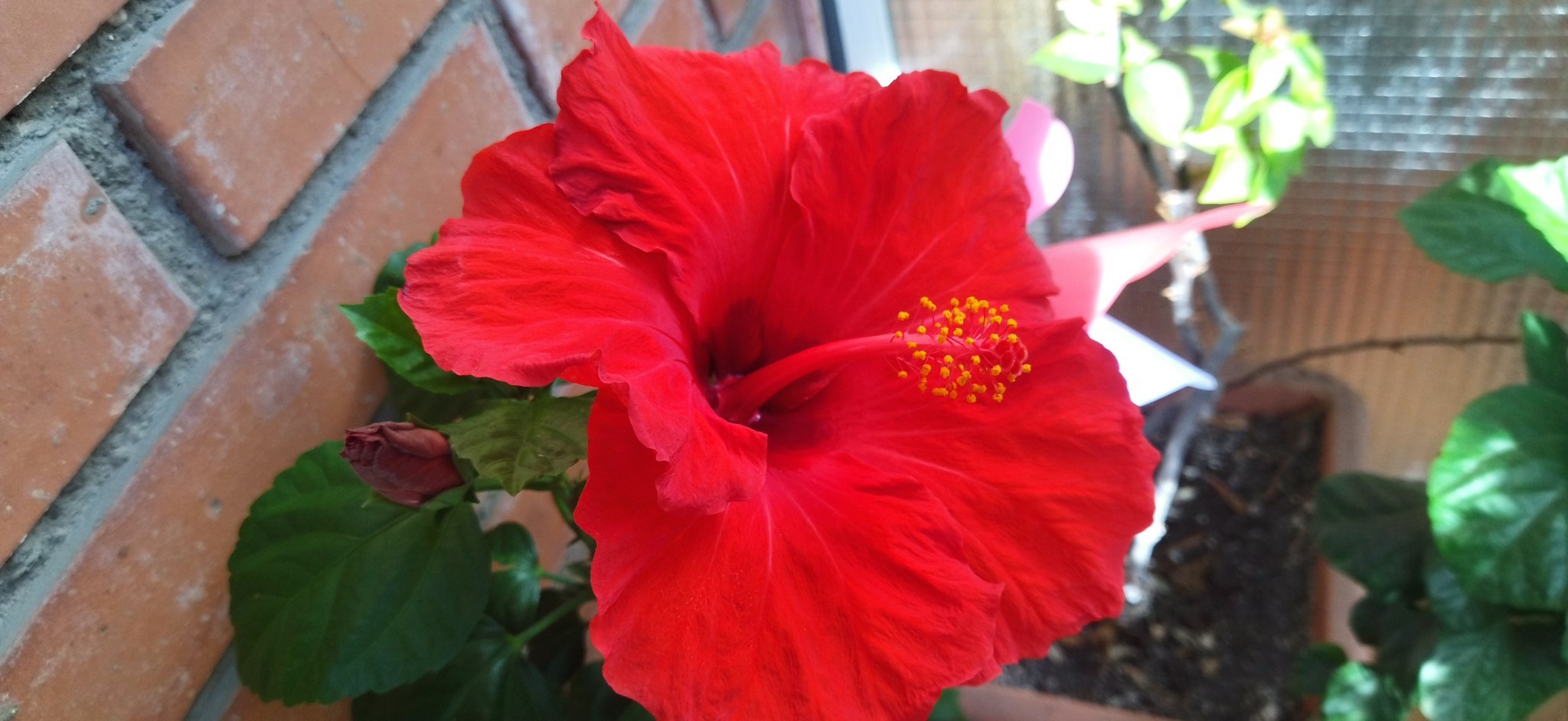 Hibisc florit a Catalunya per les altes temperatures novembre 2022 Foto @PauB1992 Twitter