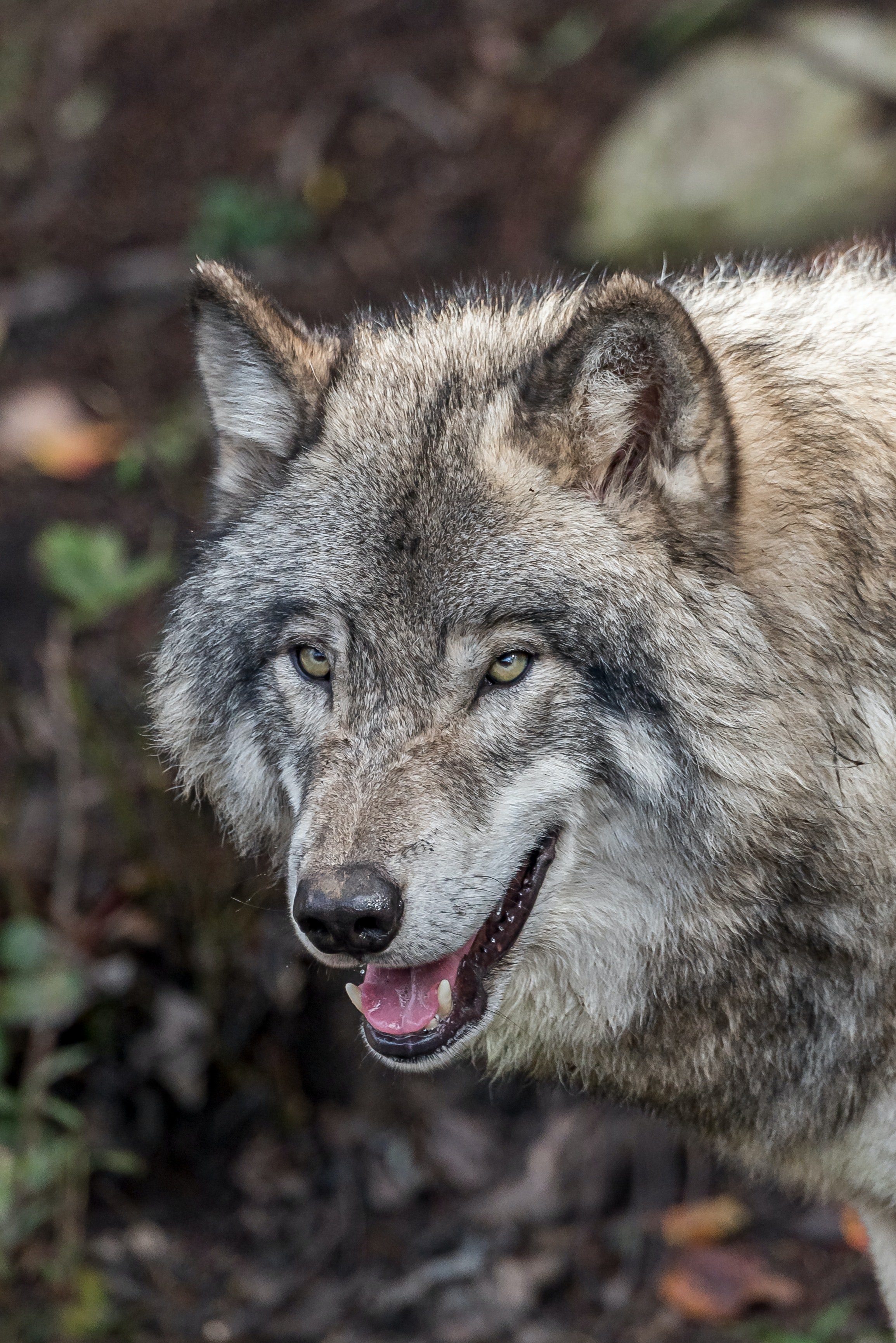 Lobos con piel de cordero