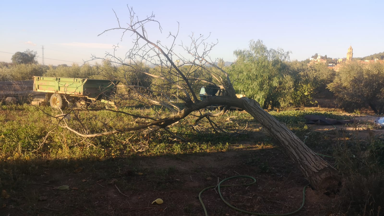 El viento arranca un árbol en Maspujols, en el Bajo Campo Foto Màrius Pujol