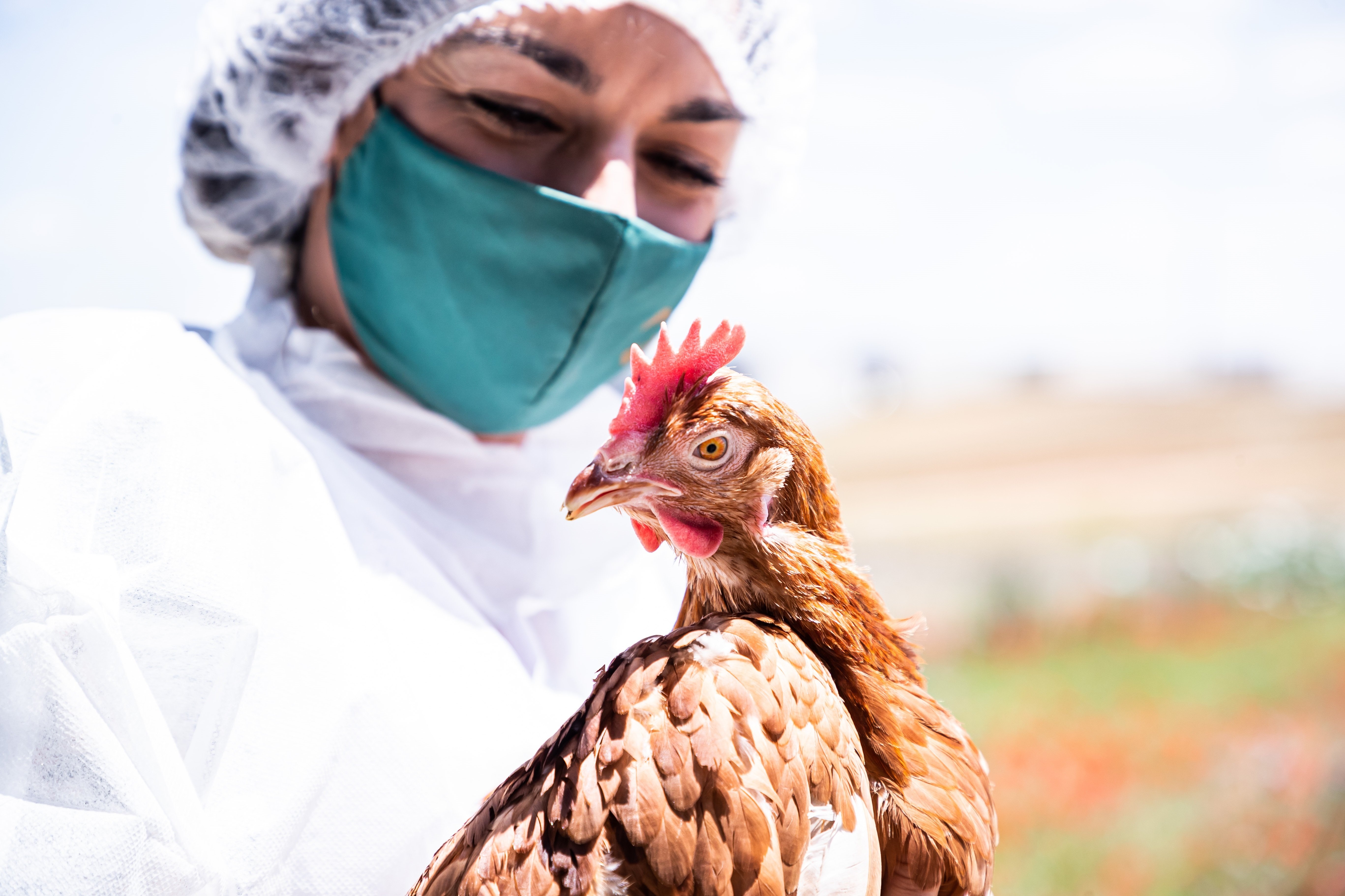 La OMS confirma un segundo caso de gripe aviar en humanos en España