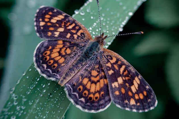 mariposas / Foto: Unsplash mariposas / Foto: Unsplash