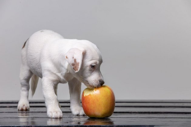 Perro comiendo manzana