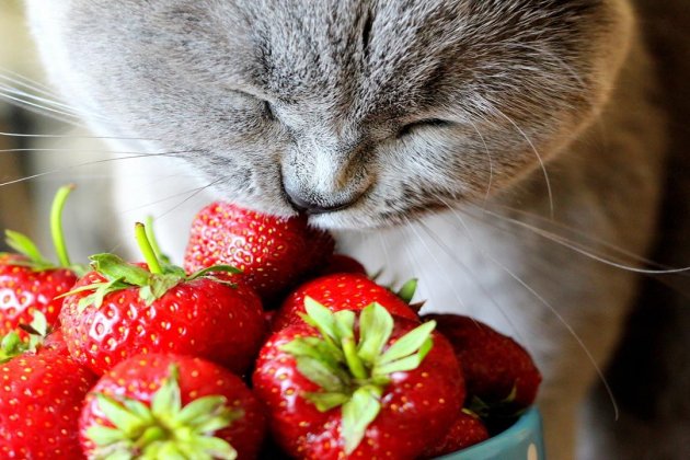 Gato Fresas Gato Fresas