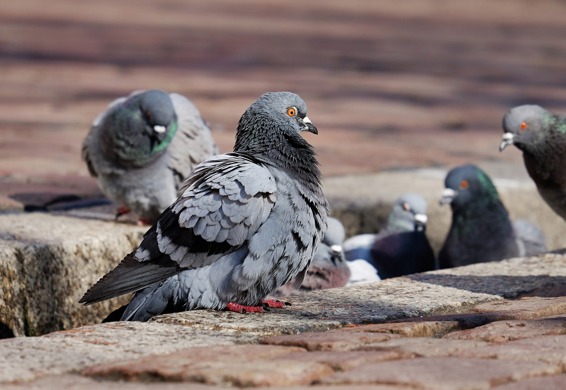 La pesadilla de los vecinos del Camp Nou por las molestias de las palomas que se han mudado por las obras