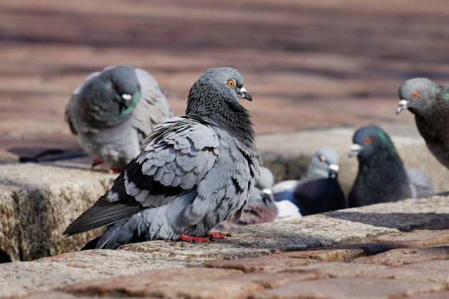Imatge d'arxiu de coloms / Foto: Pixabay