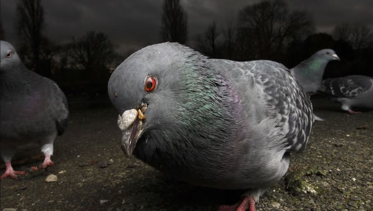 El virus de las palomas zombies activa las alertas en Reino Unido: así se comportan | VÍDEO