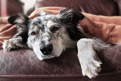 Tu perro también se resfría