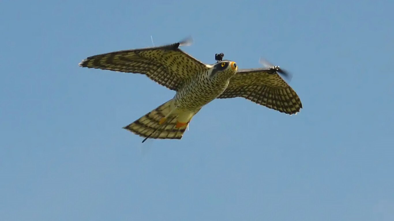 Un dron con forma de rapaz echará una mano a los halcones que trabajan en los aeropuertos