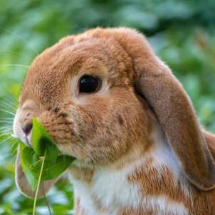 Aquestes són les mascotes prohibides per la nova llei de Benestar Animal