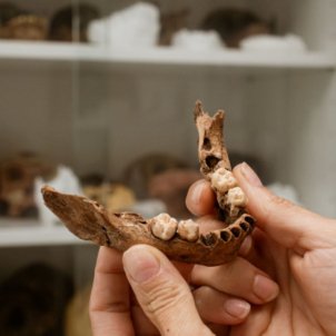 Una mandíbula de hace 15.000 años, el fósil humano más antiguo del sur de Catalunya