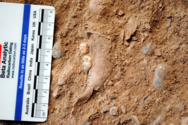 Mandibula de 15.000 años Tarragona / IPHES-CERCA Mandibula de 15.000 años Tarragona / IPHES-CERCA