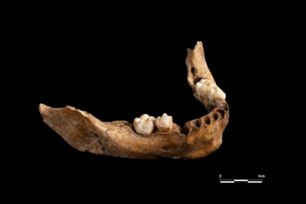 Mandibula de 15.000 años Tarragona / IPHES-CERCA Mandibula de 15.000 años Tarragona / IPHES-CERCA