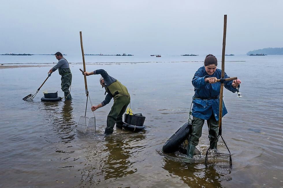 Los jornaleros del mar vuelven a llenar las playas gallegas