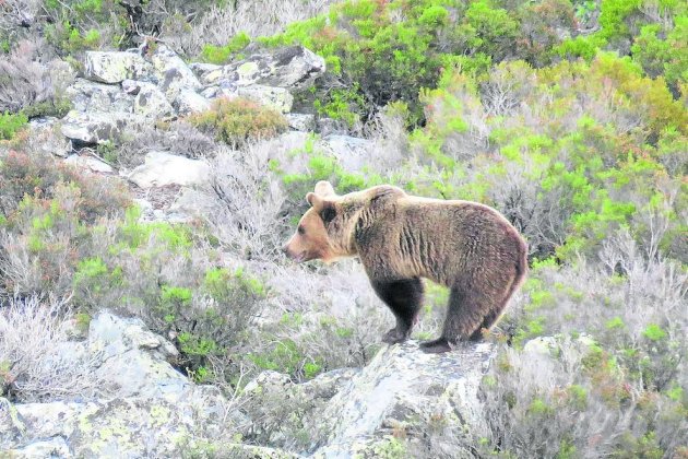 oso palencia