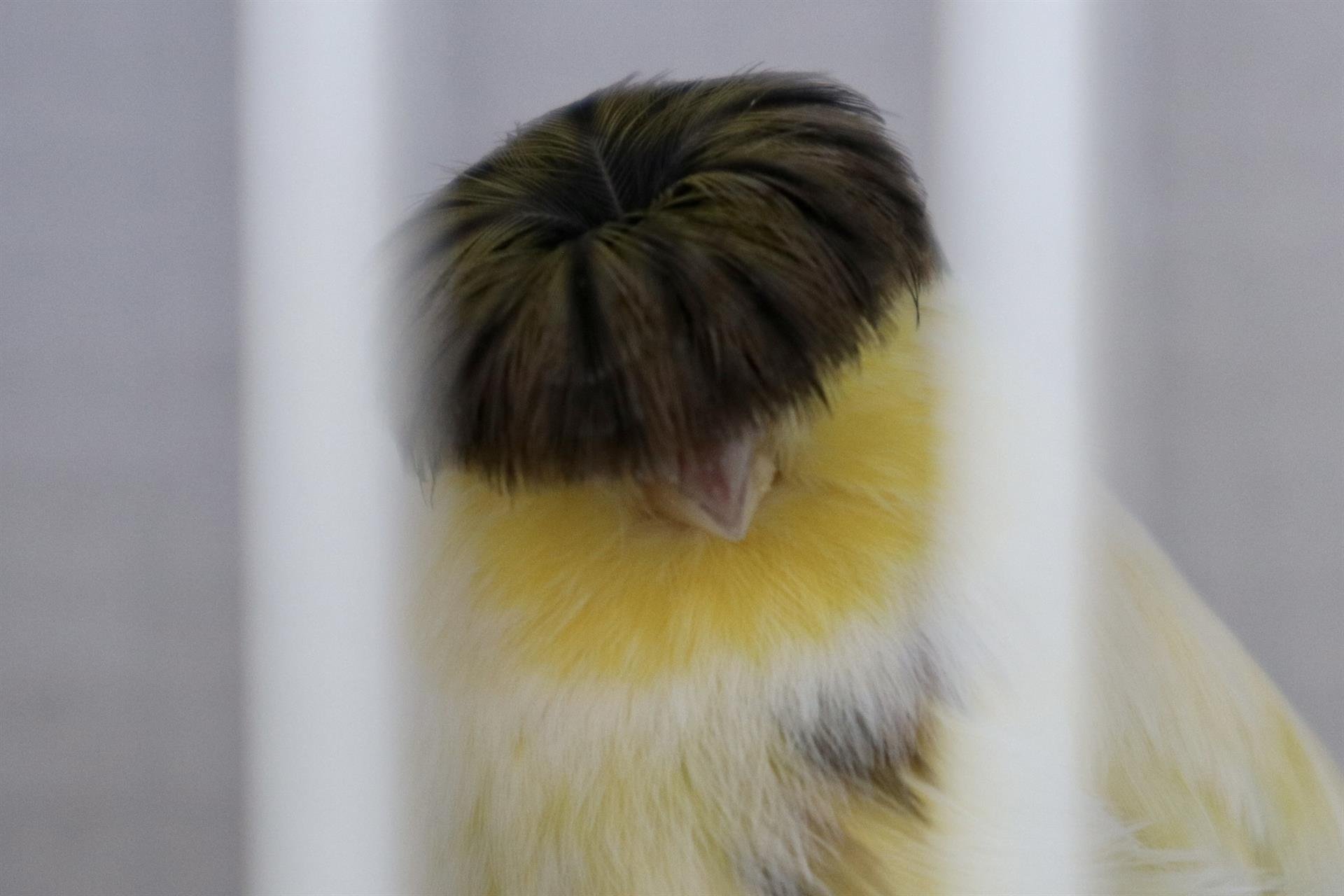 Moraleja del Vino (Zamora)