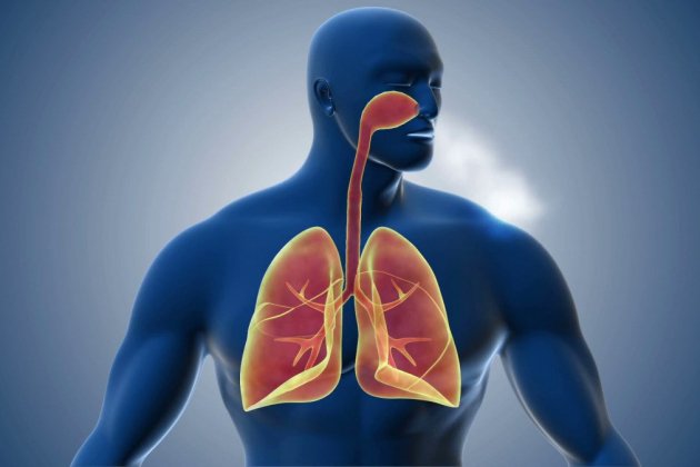 Sistema respiratorio Sistema respiratorio