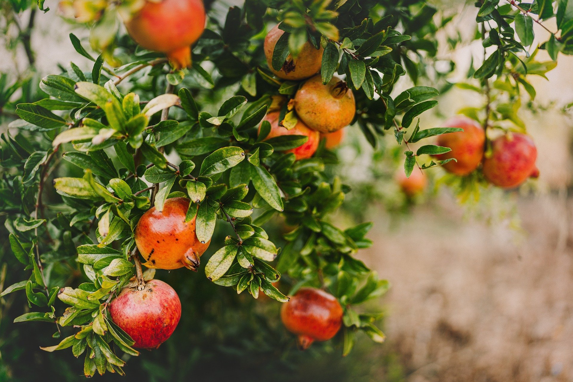 Granada: beneficios, recetas y consejos de esta fruta tan exótica como nuestra