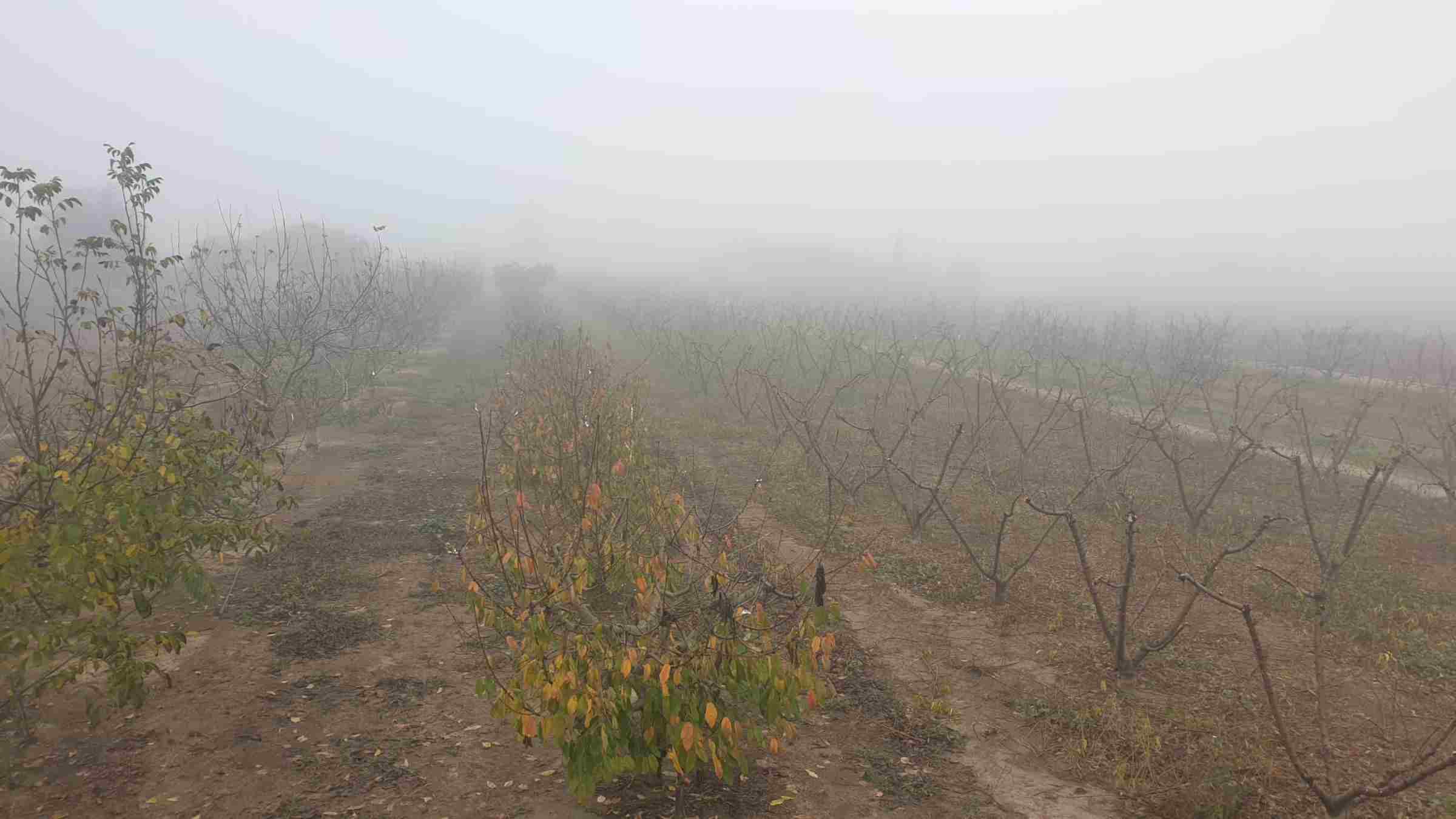 Nieblas muy densas domingo a primera hora en Miravet / Fuente: Ingrid Cepero