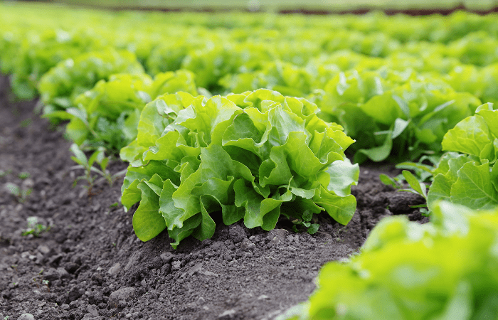 Catalunya crearà un nou segell de qualitat per distingir a les explotacions agrícoles sostenibles