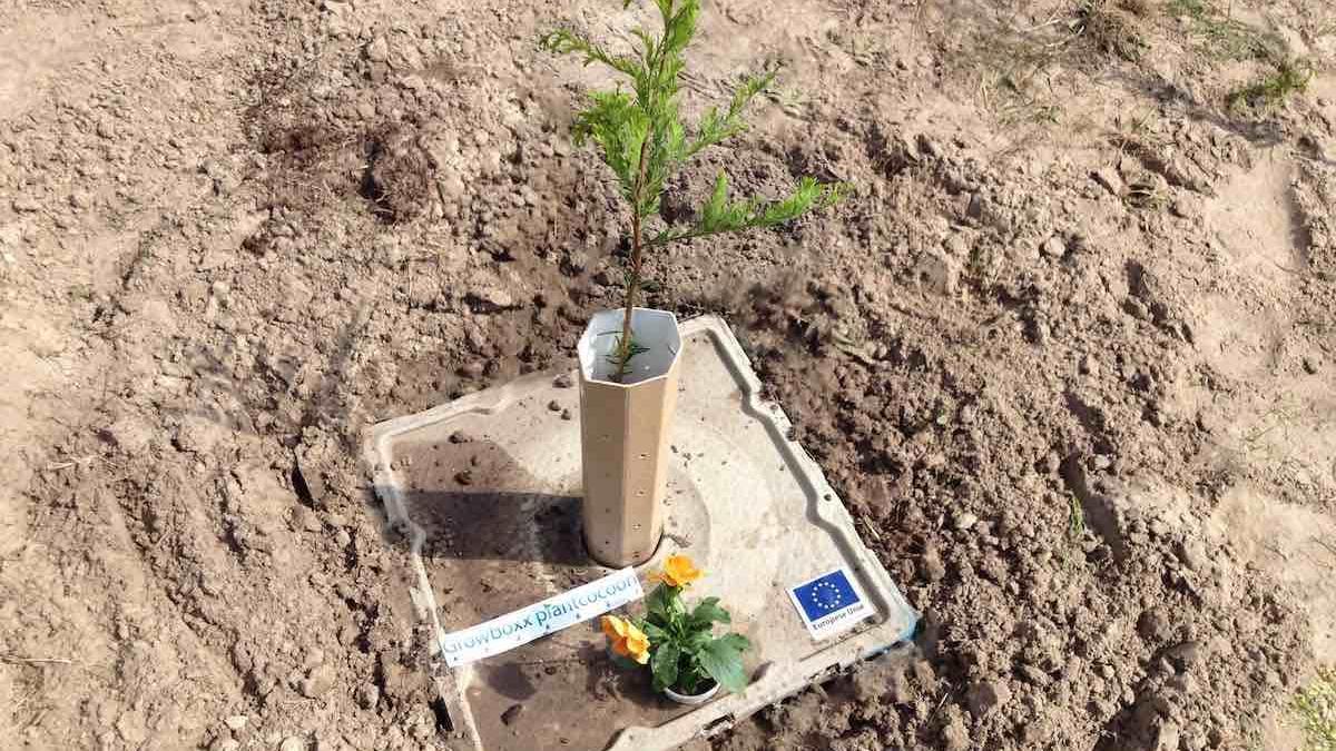 Sí, es poden plantar arbres al desert