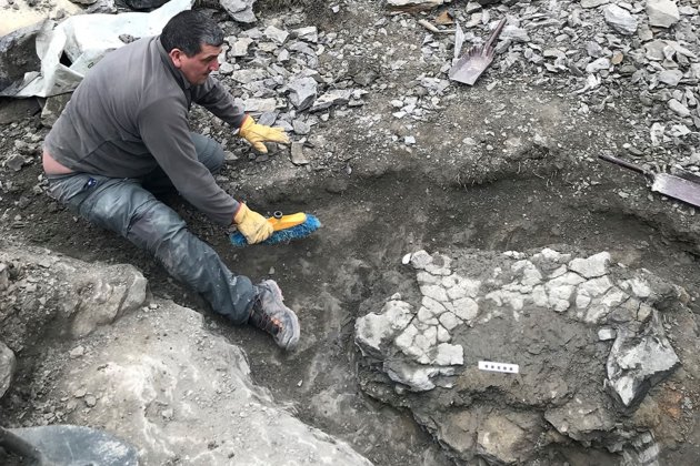 Restos de la tortuga marina mes grande de Europa, descubiertos a Coll de Nargo / ICP