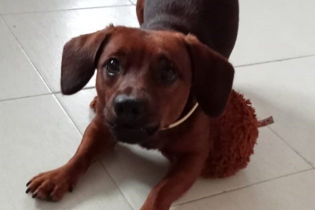 Perro Teckel Perro Teckel