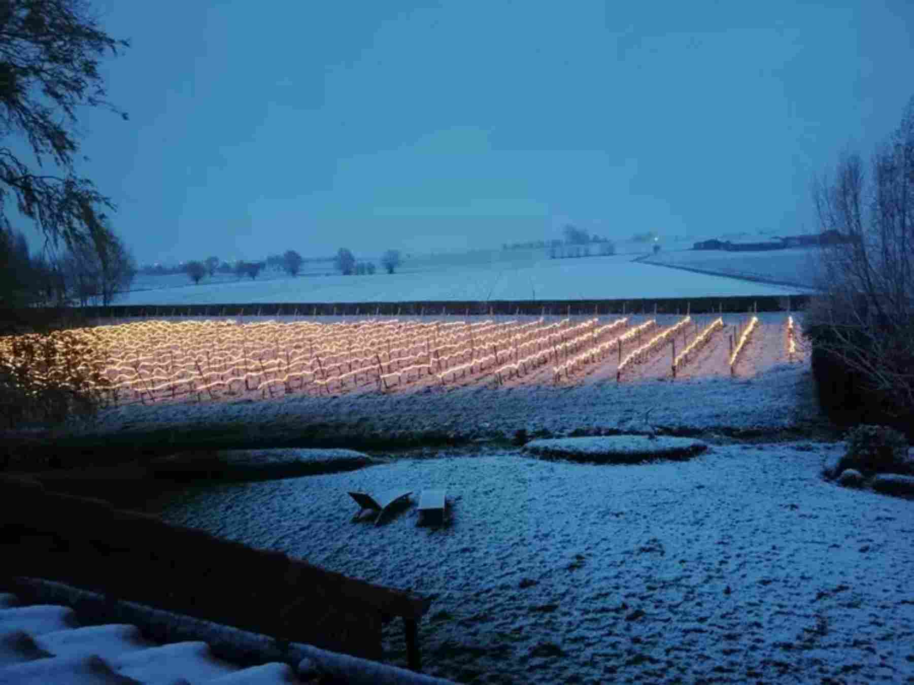 Llums infraroges per donar calor a les vinyes de França / FONT  www.reussir.fr