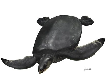 Leviatán era una tortuga