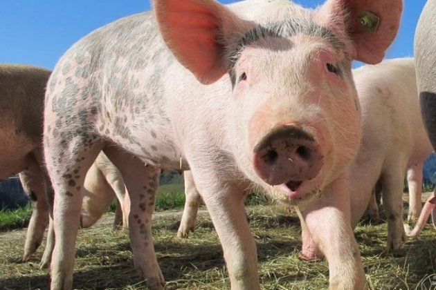 Porc Porc