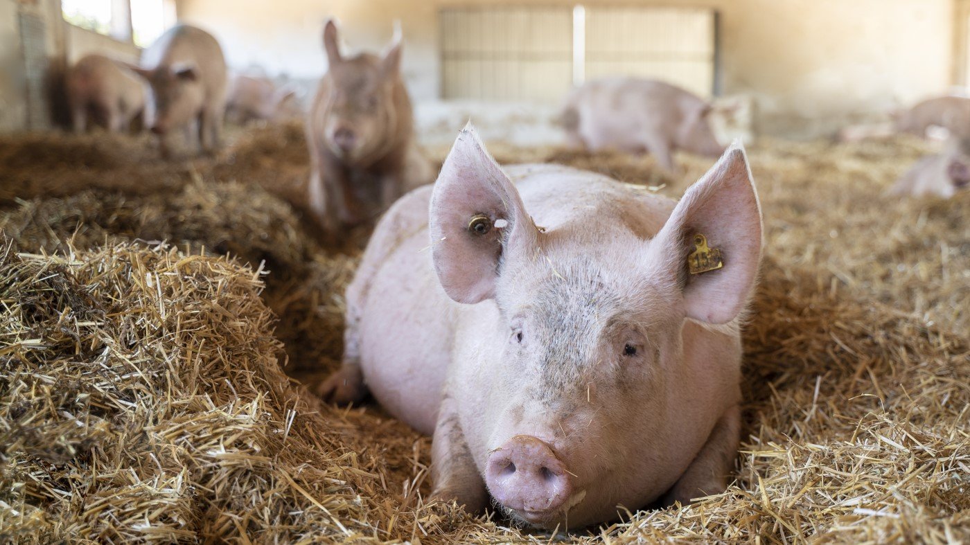 Las granjas ecológicas de cerdos y aves podrán usar pienso convencional