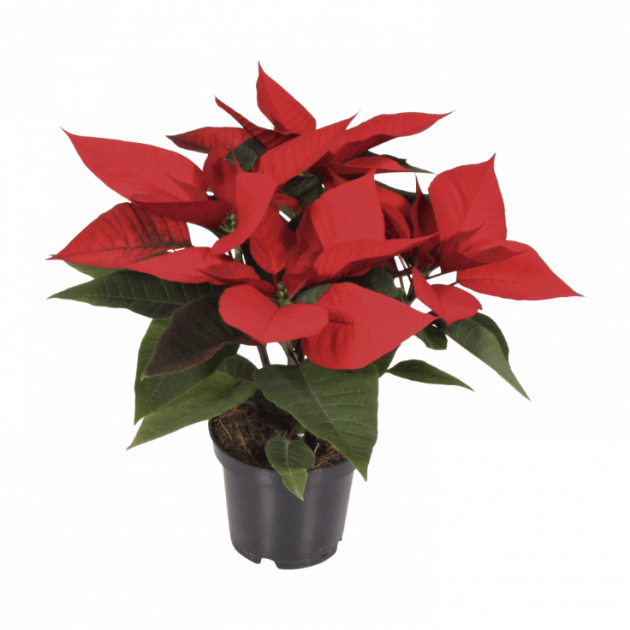 Flor de Aldi Flor de Aldi