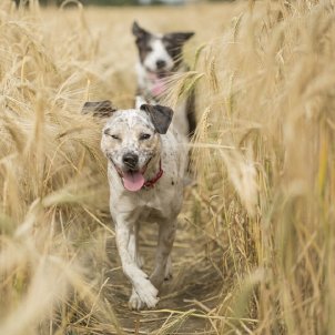 L'avís del CGPJ sobre la nova llei de maltractament animal