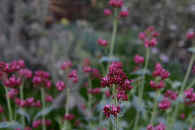 Valeriana / Fuente: Unsplash