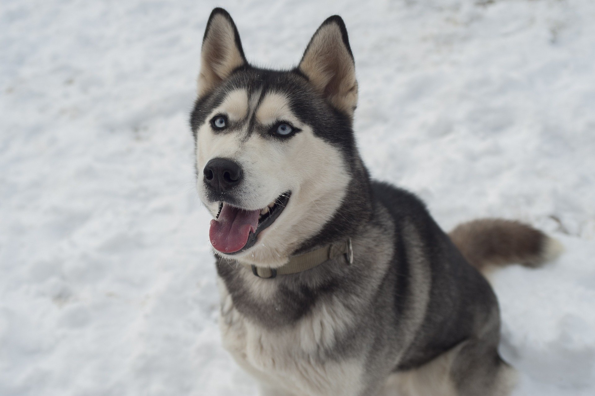 Husky siberiano / Foto: Pixabay