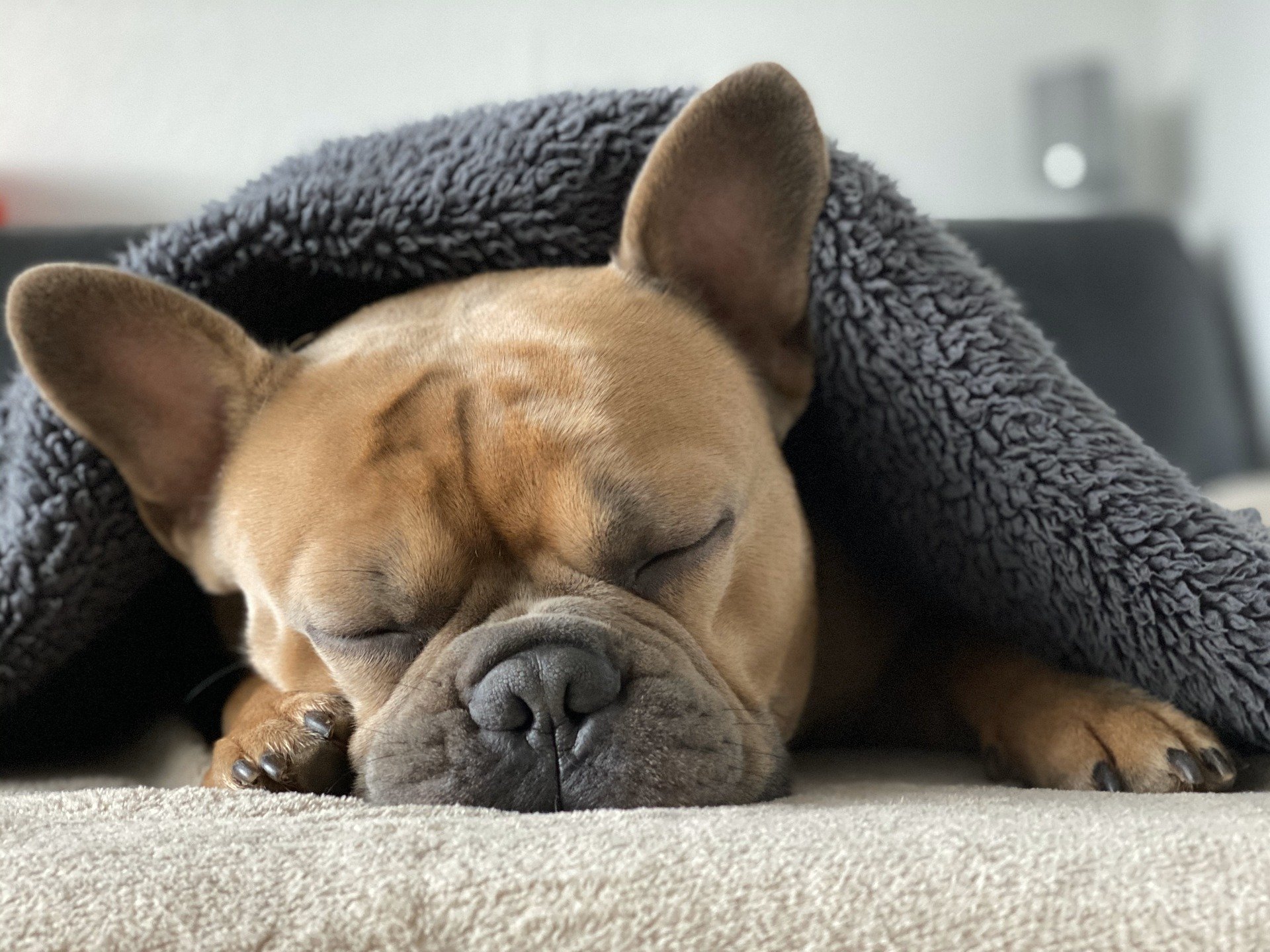Bulldog francès Foto Pixabayjpg Bulldog francès Foto Pixabayjpg