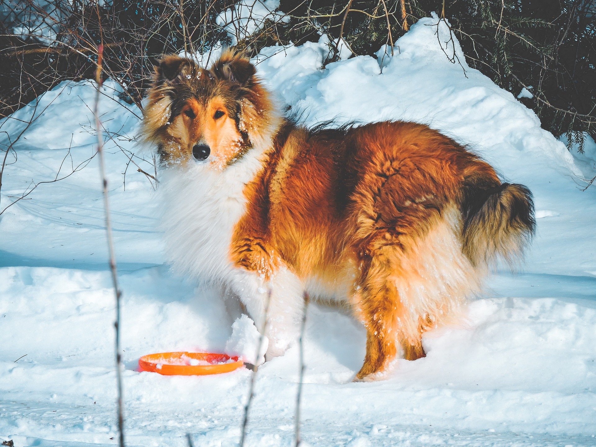 Rough collie frío nieve Foto Pixabay