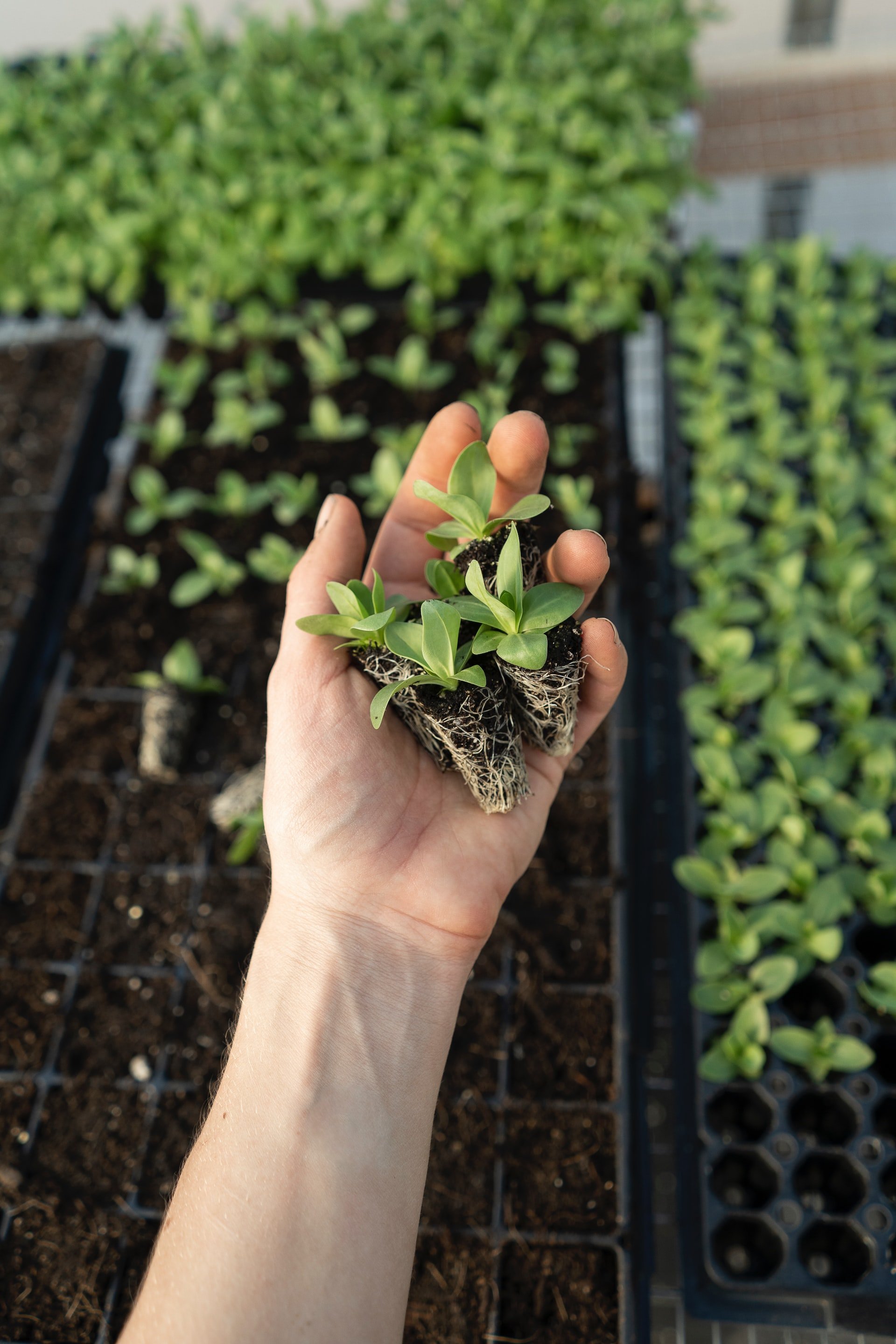 Diciembre: todos estos alimentos puedes plantar durante este mes