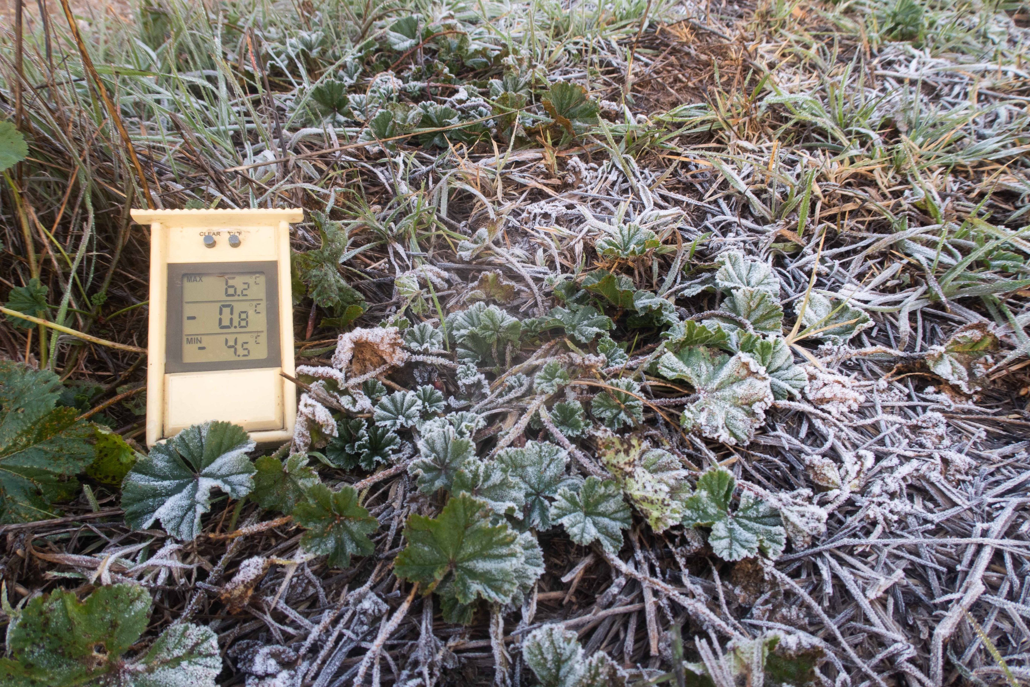 Gebrada a Tarroja de Segarra amb una mínima de  4,5ºC Foto @jordiprat2